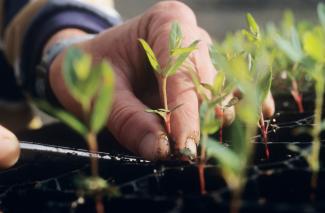 Technicien en horticulture 