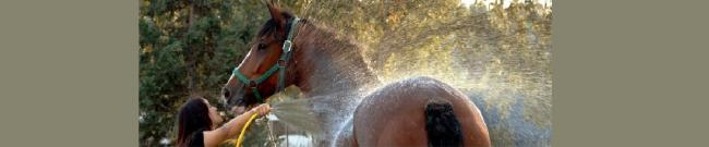 1403-1406-équitation.jpg